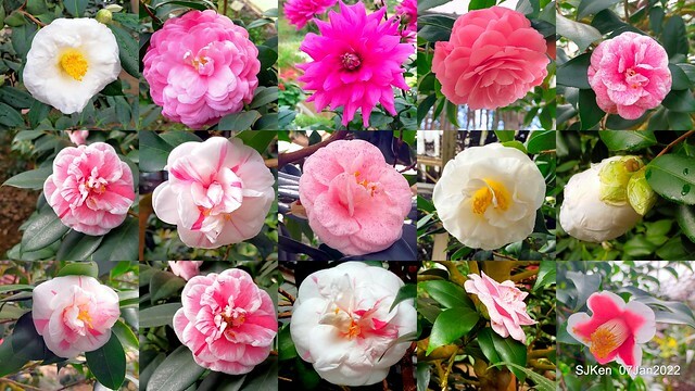 2022「花IN台北」台北花季花卉試驗中心茶花展(2022 Camillia exhibition), Taipei, Taiwan, SJKen,Jan 7,  2022.
