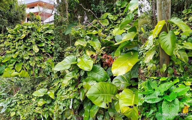 「風尾步道賞櫻」(Cherry blossoms at Windtail, Yangming mountain, Taipei, Taiwan, SJKen, Jan 12, 2022.