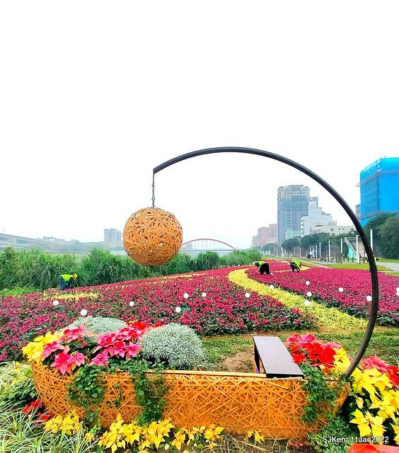 成美左岸河濱公園花海(Flower blossoms of Cheng-Me riverbank garden), Taipei, Taiwan, SJKen, Jan 11, 2022.