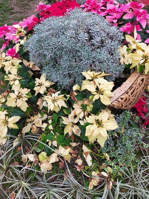 成美左岸河濱公園花海(Flower blossoms of Cheng-Me riverbank garden), Taipei, Taiwan, SJKen, Jan 11, 2022.