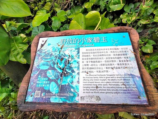 「風尾步道賞櫻」(Cherry blossoms at Windtail, Yangming mountain, Taipei, Taiwan, SJKen, Jan 12, 2022.