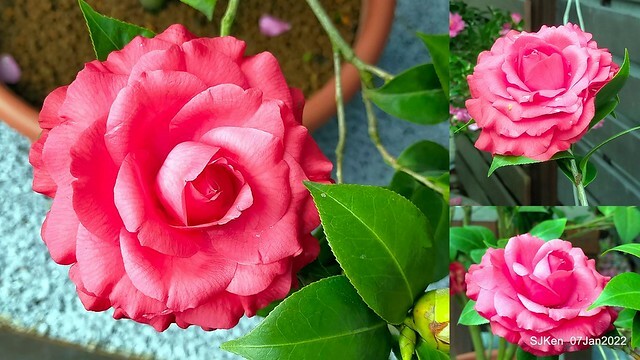 2022「花IN台北」台北花季花卉試驗中心茶花展(2022 Camillia exhibition), Taipei, Taiwan, SJKen,Jan 7,  2022.