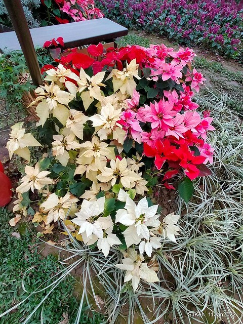 成美左岸河濱公園花海(Flower blossoms of Cheng-Me riverbank garden), Taipei, Taiwan, SJKen, Jan 11, 2022.