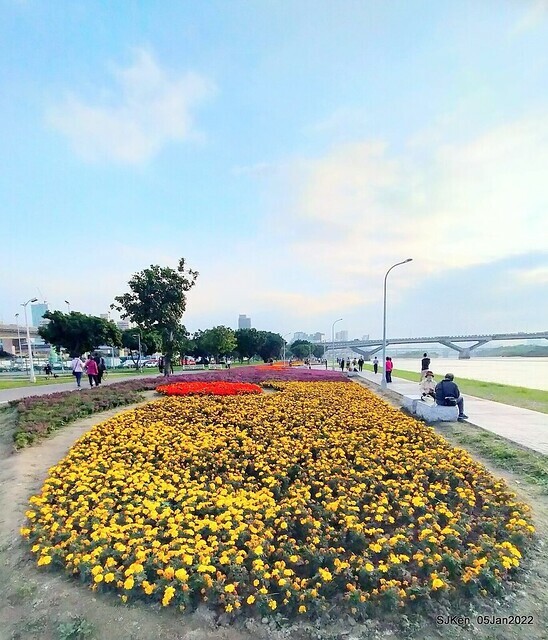延平河濱公園花海(Flower blossoms of Yan-ping riverbank garden), Taipei, Taiwan, SJKen, Jan 5, 2022.