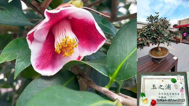 2022「花IN台北」台北花季花卉試驗中心茶花展(2022 Camillia exhibition), Taipei, Taiwan, SJKen,Jan 7,  2022.