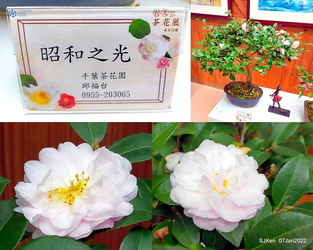 2022「花IN台北」台北花季花卉試驗中心茶花展(2022 Camillia exhibition), Taipei, Taiwan, SJKen,Jan 7,  2022.