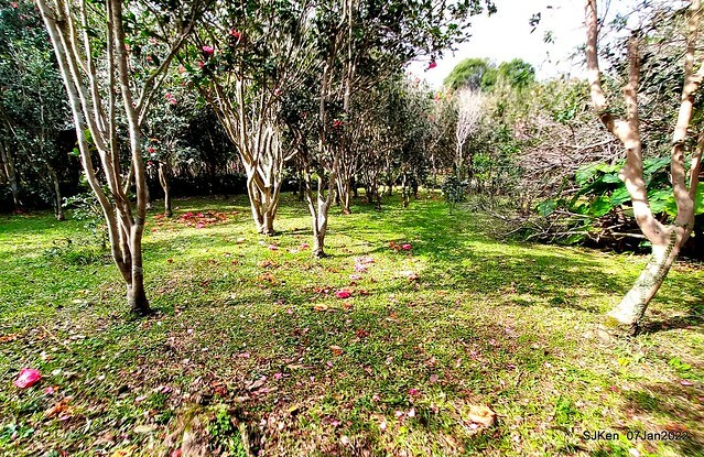 2022「花IN台北」台北花季花卉試驗中心茶花展(2022 Camillia exhibition), Taipei, Taiwan, SJKen,Jan 7,  2022.