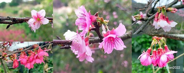 「風尾步道賞櫻」(Cherry blossoms at Windtail, Yangming mountain, Taipei, Taiwan, SJKen, Jan 12, 2022.