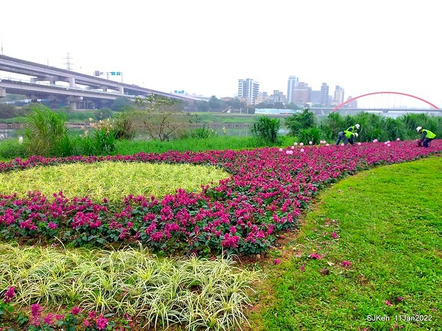 成美左岸河濱公園花海(Flower blossoms of Cheng-Me riverbank garden), Taipei, Taiwan, SJKen, Jan 11, 2022.