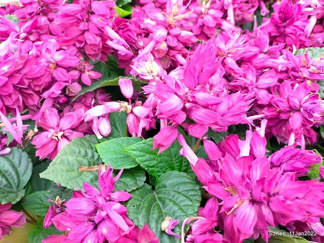 成美左岸河濱公園花海(Flower blossoms of Cheng-Me riverbank garden), Taipei, Taiwan, SJKen, Jan 11, 2022.