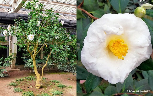 2022「花IN台北」台北花季花卉試驗中心茶花展(2022 Camillia exhibition), Taipei, Taiwan, SJKen,Jan 7,  2022.