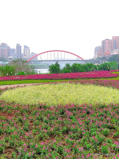 成美左岸河濱公園花海(Flower blossoms of Cheng-Me riverbank garden), Taipei, Taiwan, SJKen, Jan 11, 2022.