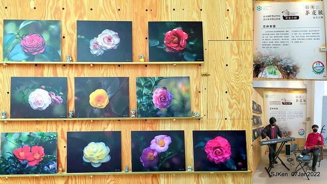 2022「花IN台北」台北花季花卉試驗中心茶花展(2022 Camillia exhibition), Taipei, Taiwan, SJKen,Jan 7,  2022.
