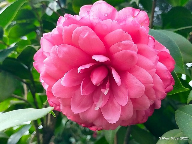 2022「花IN台北」台北花季花卉試驗中心茶花展(2022 Camillia exhibition), Taipei, Taiwan, SJKen,Jan 7,  2022.