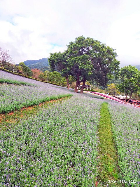 Park blossoms at「 北投社三層崎公園」, Taipei, Taiwan, SJKen, Jan 19, 2022.