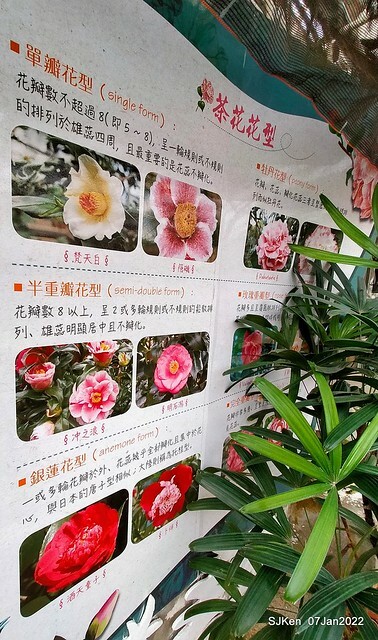 2022「花IN台北」台北花季花卉試驗中心茶花展(2022 Camillia exhibition), Taipei, Taiwan, SJKen,Jan 7,  2022.
