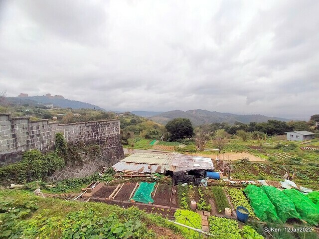 「風尾步道賞櫻」(Cherry blossoms at Windtail, Yangming mountain, Taipei, Taiwan, SJKen, Jan 12, 2022.