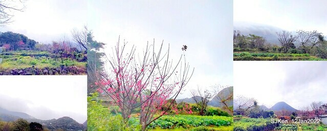 「風尾步道賞櫻」(Cherry blossoms at Windtail, Yangming mountain, Taipei, Taiwan, SJKen, Jan 12, 2022.