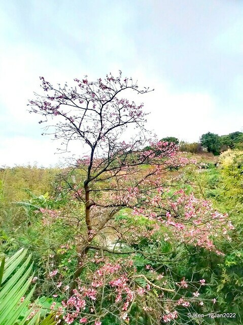 「風尾步道賞櫻」(Cherry blossoms at Windtail, Yangming mountain, Taipei, Taiwan, SJKen, Jan 12, 2022.