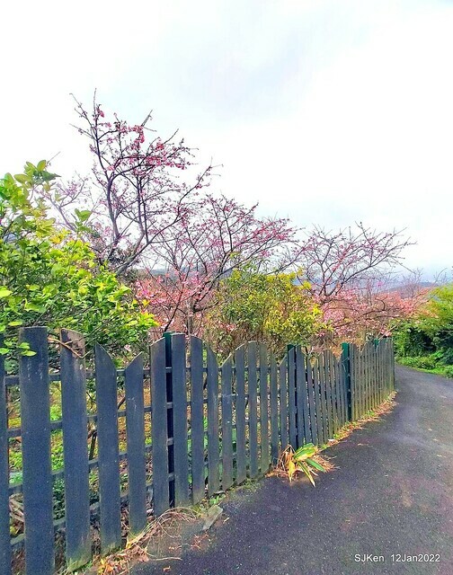 「風尾步道賞櫻」(Cherry blossoms at Windtail, Yangming mountain, Taipei, Taiwan, SJKen, Jan 12, 2022.