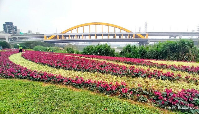 成美左岸河濱公園花海(Flower blossoms of Cheng-Me riverbank garden), Taipei, Taiwan, SJKen, Jan 11, 2022.