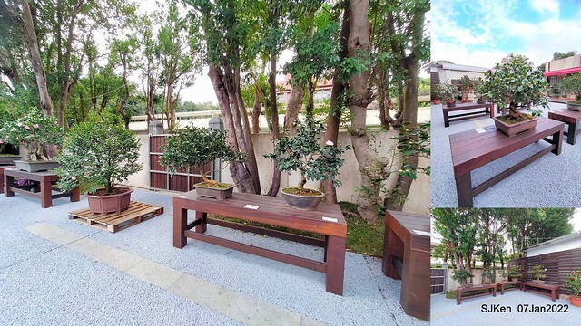 2022「花IN台北」台北花季花卉試驗中心茶花展(2022 Camillia exhibition), Taipei, Taiwan, SJKen,Jan 7,  2022.