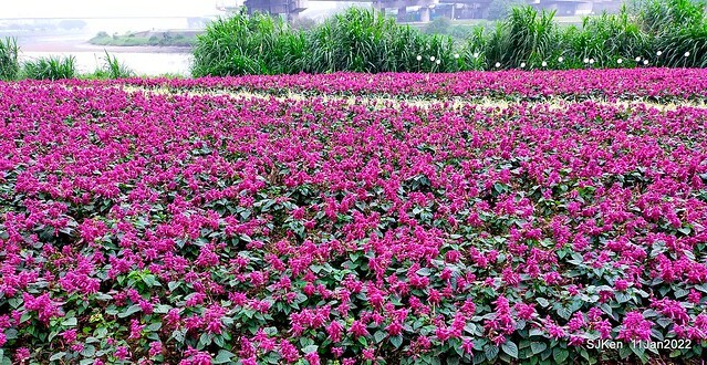 成美左岸河濱公園花海(Flower blossoms of Cheng-Me riverbank garden), Taipei, Taiwan, SJKen, Jan 11, 2022.
