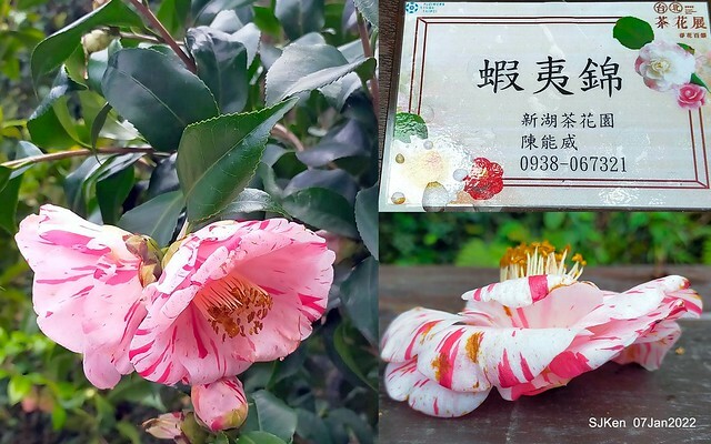 2022「花IN台北」台北花季花卉試驗中心茶花展(2022 Camillia exhibition), Taipei, Taiwan, SJKen,Jan 7,  2022.
