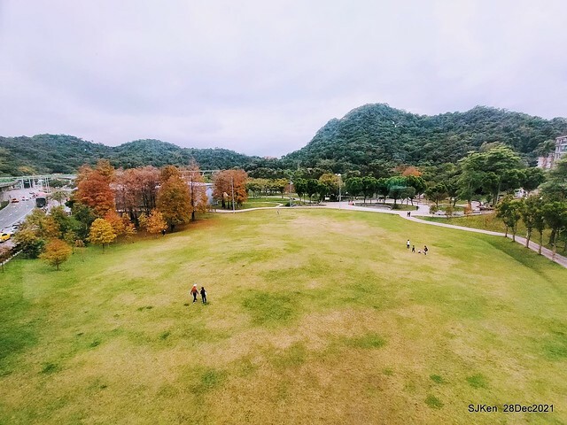 Larix pine & water birds at Big lake garden, Taipei, Taiwan, SJKen, Dec 28, 2021.