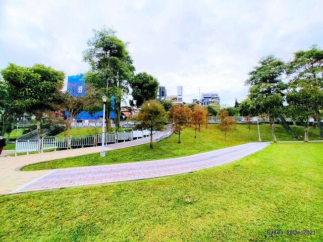 Larix pine & water birds at Big lake garden, Taipei, Taiwan, SJKen, Dec 28, 2021.