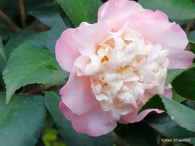 2022「花IN台北」台北花季花卉試驗中心茶花展(2022 Camillia exhibition), Taipei, Taiwan, SJKen,Jan 7,  2022.