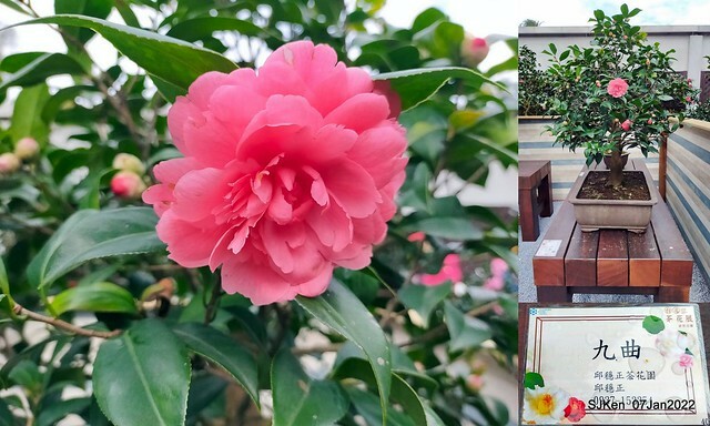 2022「花IN台北」台北花季花卉試驗中心茶花展(2022 Camillia exhibition), Taipei, Taiwan, SJKen,Jan 7,  2022.