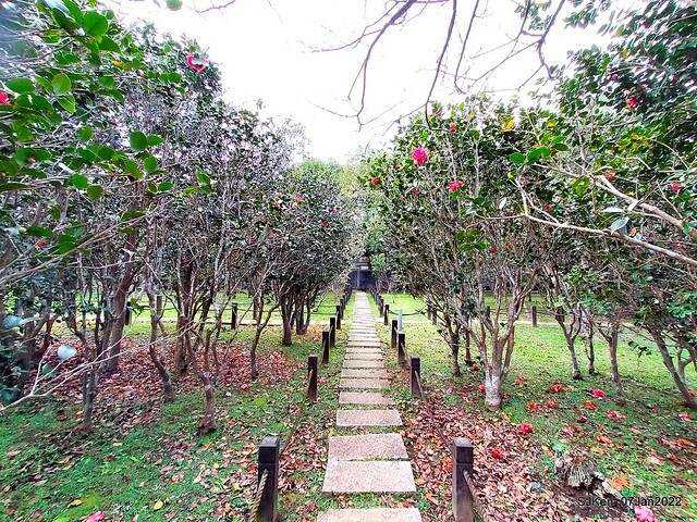 2022「花IN台北」台北花季花卉試驗中心茶花展(2022 Camillia exhibition), Taipei, Taiwan, SJKen,Jan 7,  2022.