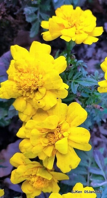 延平河濱公園花海(Flower blossoms of Yan-ping riverbank garden), Taipei, Taiwan, SJKen, Jan 5, 2022.