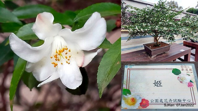 2022「花IN台北」台北花季花卉試驗中心茶花展(2022 Camillia exhibition), Taipei, Taiwan, SJKen,Jan 7,  2022.