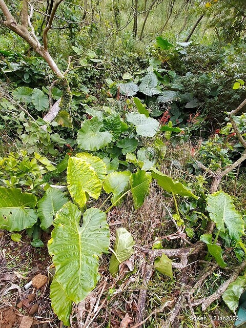 「風尾步道賞櫻」(Cherry blossoms at Windtail, Yangming mountain, Taipei, Taiwan, SJKen, Jan 12, 2022.