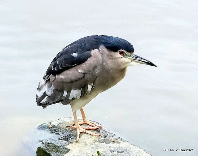 Larix pine & water birds at Big lake garden, Taipei, Taiwan, SJKen, Dec 28, 2021.