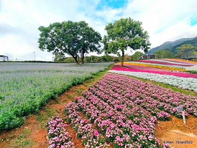 Park blossoms at「 北投社三層崎公園」, Taipei, Taiwan, SJKen, Jan 19, 2022.