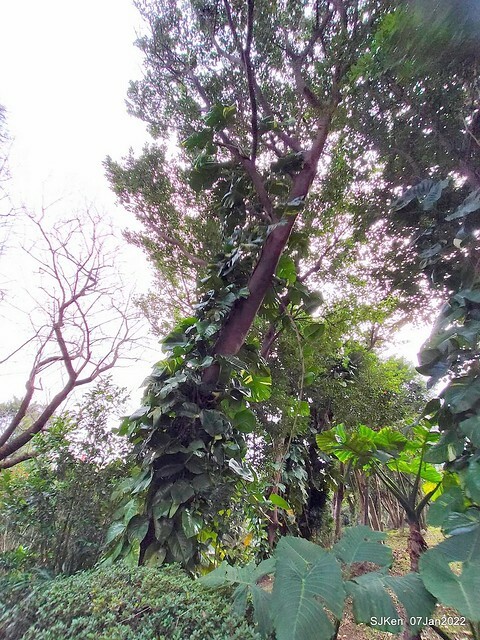 2022「花IN台北」台北花季花卉試驗中心茶花展(2022 Camillia exhibition), Taipei, Taiwan, SJKen,Jan 7,  2022.