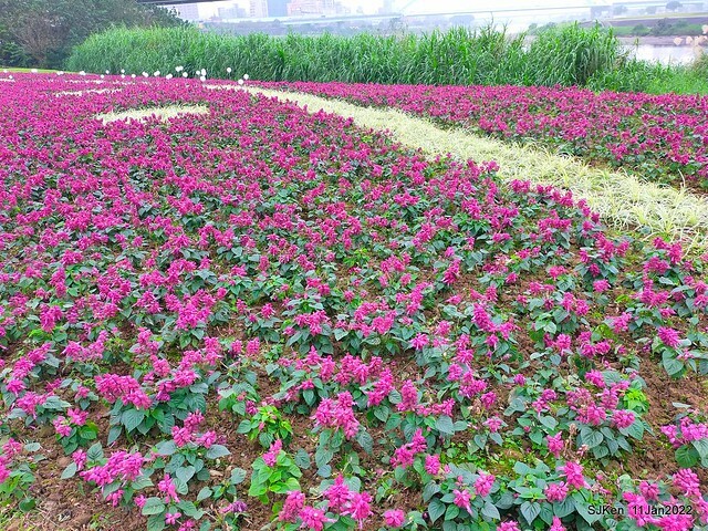 成美左岸河濱公園花海(Flower blossoms of Cheng-Me riverbank garden), Taipei, Taiwan, SJKen, Jan 11, 2022.