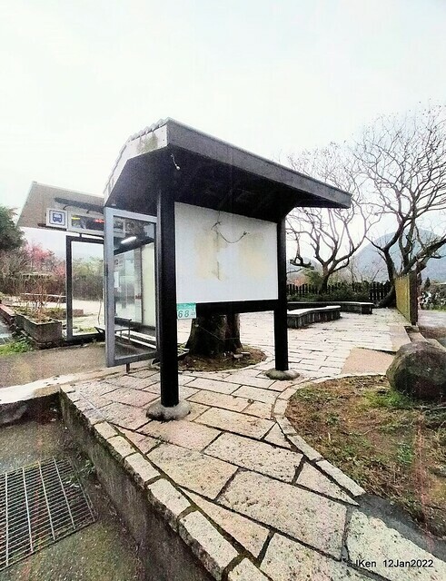 「風尾步道賞櫻」(Cherry blossoms at Windtail, Yangming mountain, Taipei, Taiwan, SJKen, Jan 12, 2022.