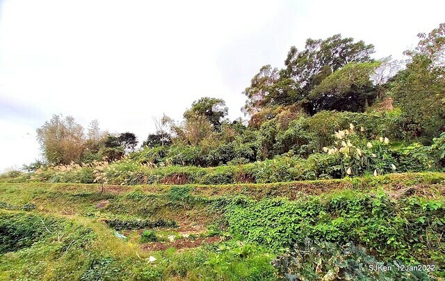 「風尾步道賞櫻」(Cherry blossoms at Windtail, Yangming mountain, Taipei, Taiwan, SJKen, Jan 12, 2022.