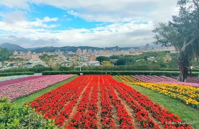 Park blossoms at「 北投社三層崎公園」, Taipei, Taiwan, SJKen, Jan 19, 2022.