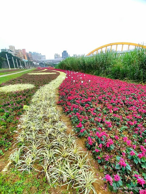 成美左岸河濱公園花海(Flower blossoms of Cheng-Me riverbank garden), Taipei, Taiwan, SJKen, Jan 11, 2022.