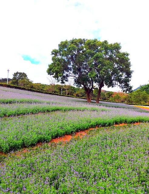 Park blossoms at「 北投社三層崎公園」, Taipei, Taiwan, SJKen, Jan 19, 2022.