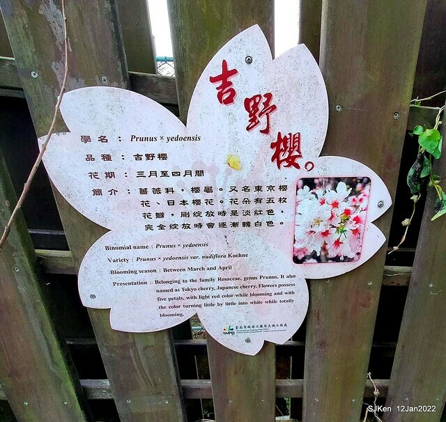 「風尾步道賞櫻」(Cherry blossoms at Windtail, Yangming mountain, Taipei, Taiwan, SJKen, Jan 12, 2022.