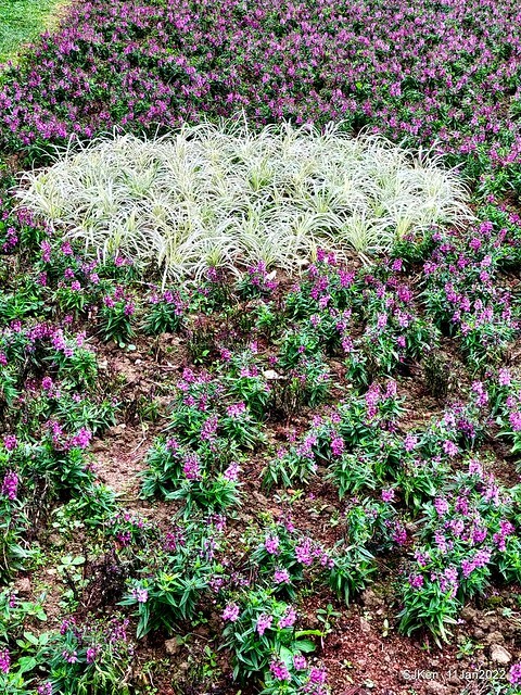 成美左岸河濱公園花海(Flower blossoms of Cheng-Me riverbank garden), Taipei, Taiwan, SJKen, Jan 11, 2022.