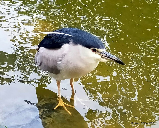 Larix pine & water birds at Big lake garden, Taipei, Taiwan, SJKen, Dec 28, 2021.