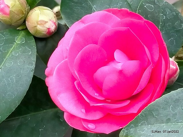 2022「花IN台北」台北花季花卉試驗中心茶花展(2022 Camillia exhibition), Taipei, Taiwan, SJKen,Jan 7,  2022.