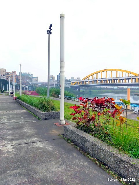 成美左岸河濱公園花海(Flower blossoms of Cheng-Me riverbank garden), Taipei, Taiwan, SJKen, Jan 11, 2022.